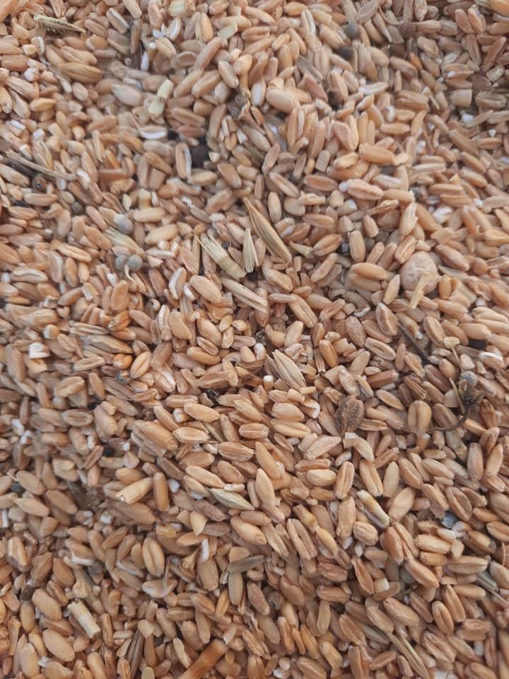 گندم محلی کرمانشاه