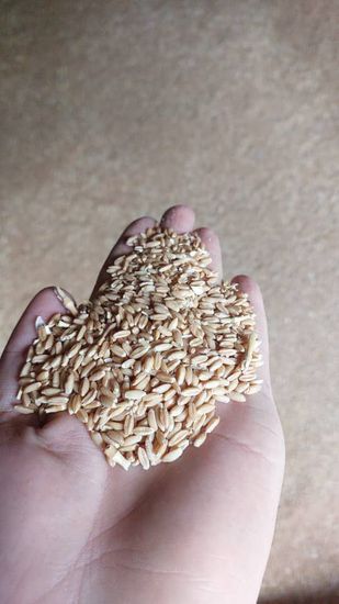 گندم بذری باران