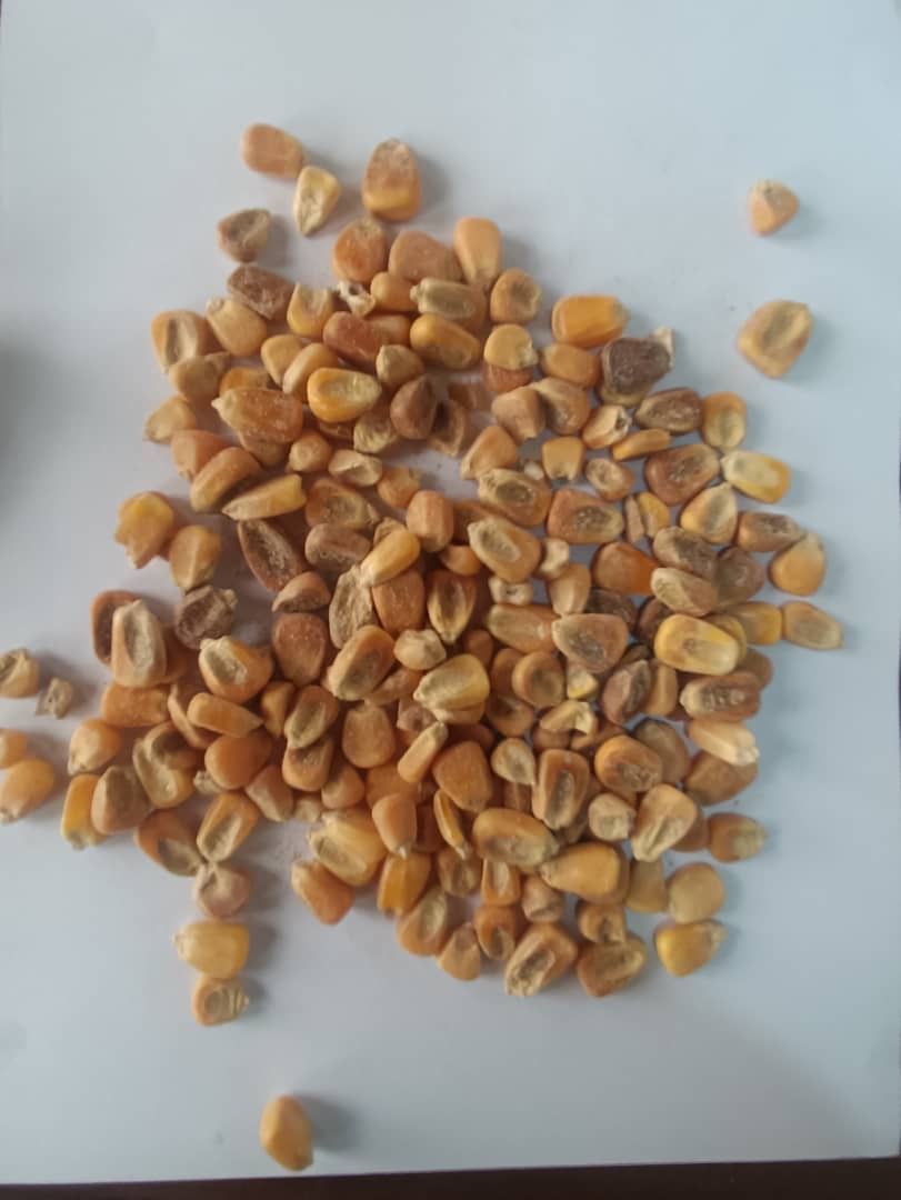 ذرت برزیل درجه دو