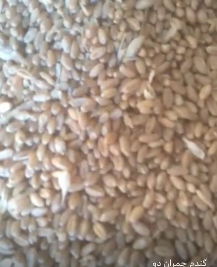 گندم چمران دو