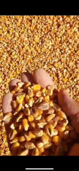 ذرت روس درجه یک